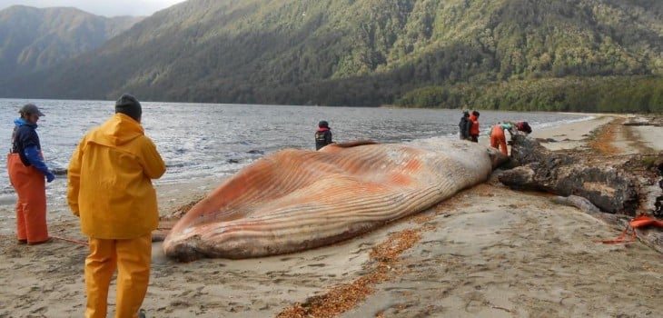 Hallazgo de más de 330 ballenas muertas en fiordo de Patagonia chilena
