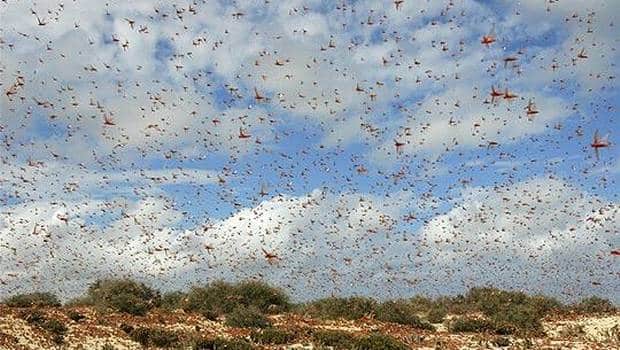 Impresionante y destructiva plaga de langostas en Argentina