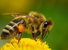 Disminución mundial de población de abejas: pesticida similar a la nicotina sería el responsable según estudio