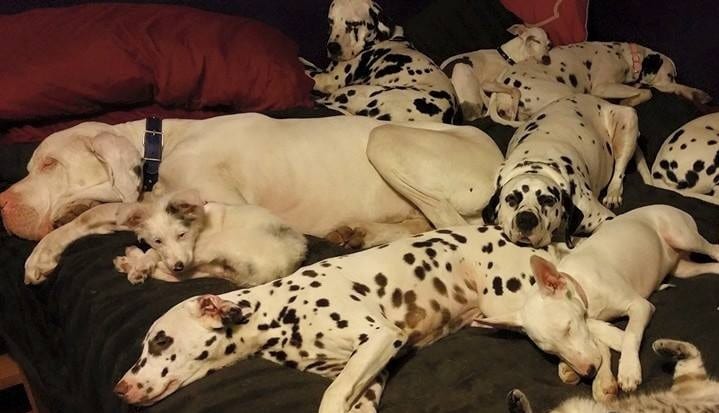 Grupo de Rescate de perros en Toronto envía ayuda a Houston tras huracán