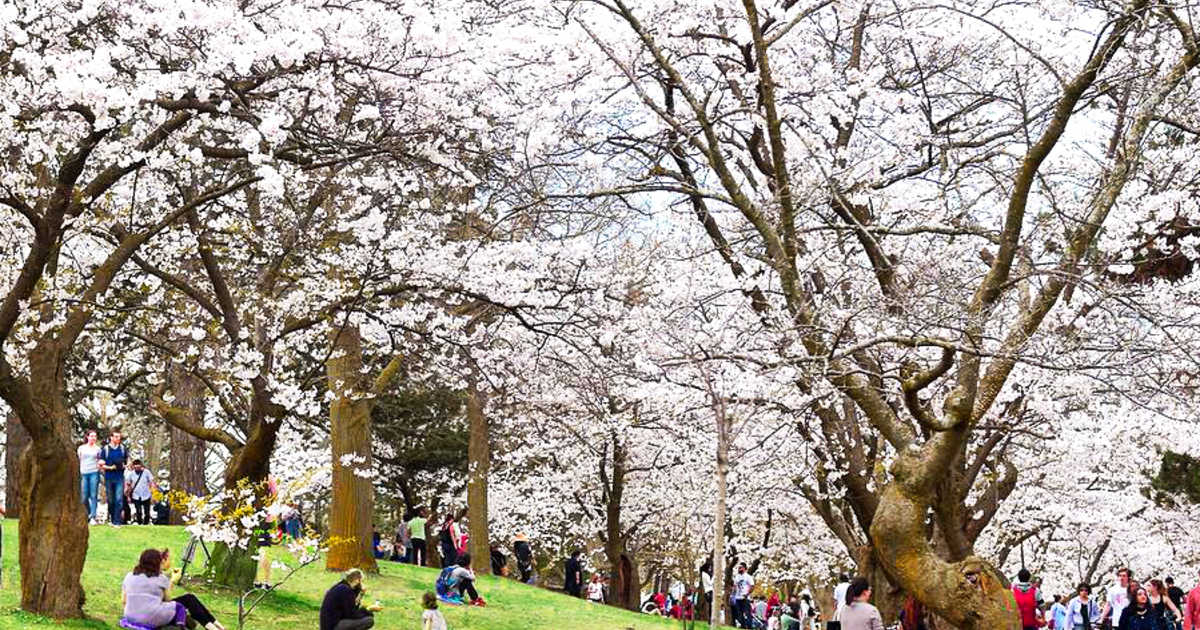 Tradicional Cheery blossoms o Florecimiento de los cerezos del High Park en su punto máximo