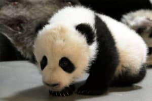 Osos-panda-zoologico-de-Toronto-1