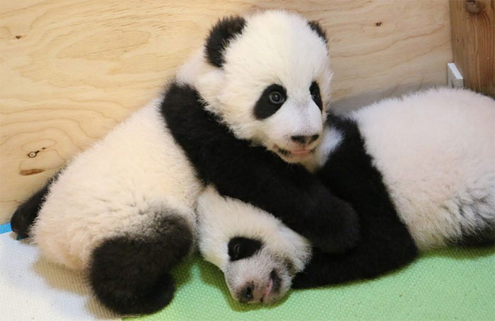 Tras 4 meses, así lucen los primeros osos pandas nacidos en suelo canadiense