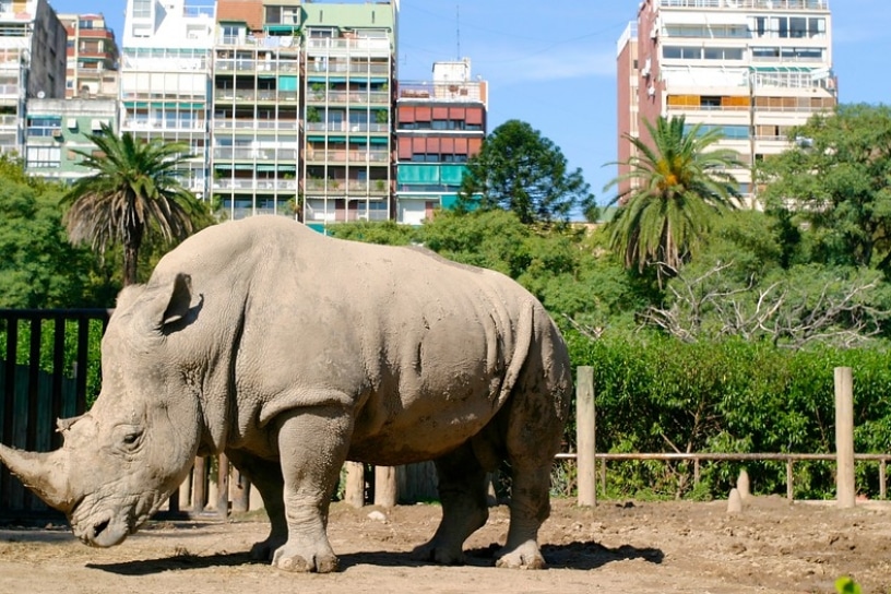 Cerrarán zoológico de Buenos Aires. Las instalaciones pasarán a ser un 