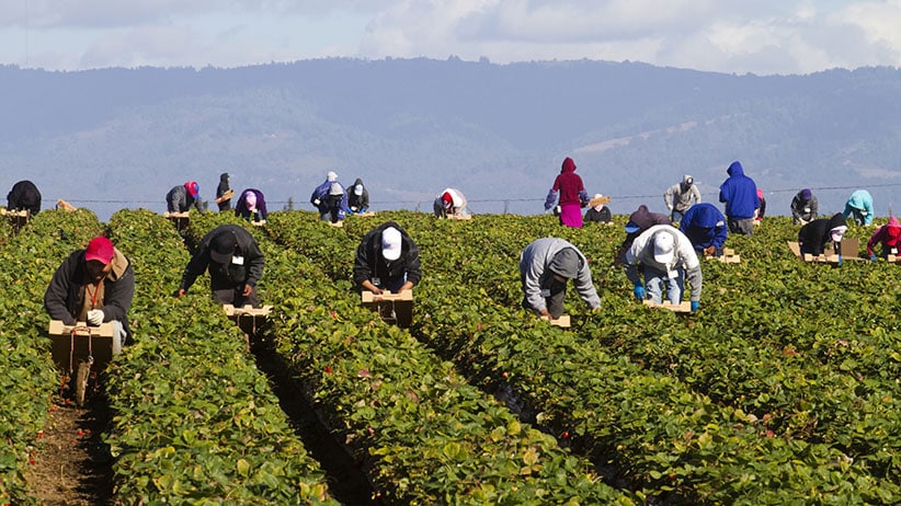 Crisis laboral en sector agricultor en Canadá, señala informe