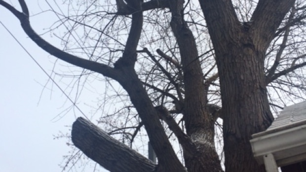 Disputa de vecinos en Toronto pone en riesgo árbol de cien años de edad