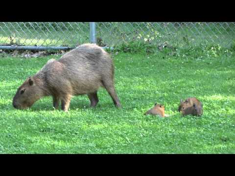 Pareja de capibaras que huyeron del Zoológico de High Park  hoy son orgullosos padres