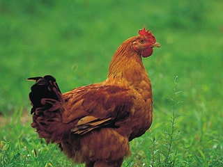 Se revisa prohibición para criar pollos en Toronto