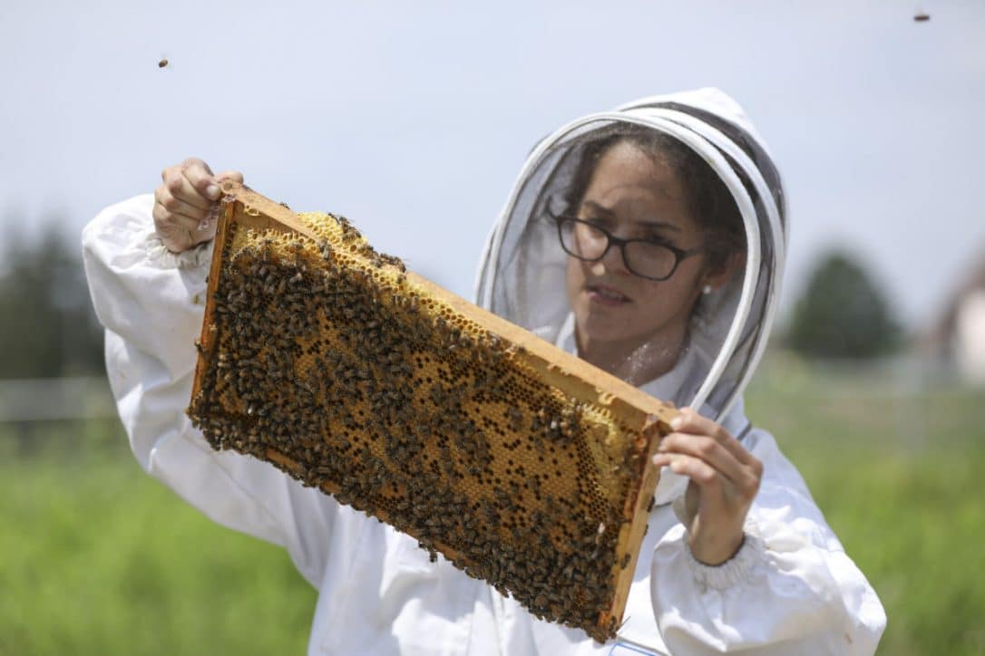 Basurero cercano a Niágara es transformado en una granja para abejas por académicas