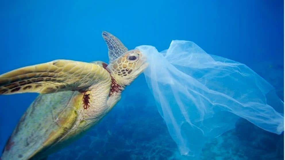 Chile se convierte en el primer país de América en prohibir bolsas plásticas en zonas costeras