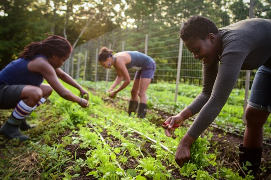 Comunidad de Etobicoke ayuda a la juventud a traves de programas agrícolas