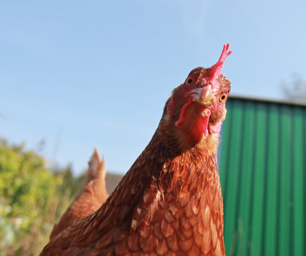 Toronto permite crianza de pollos en patios traseros