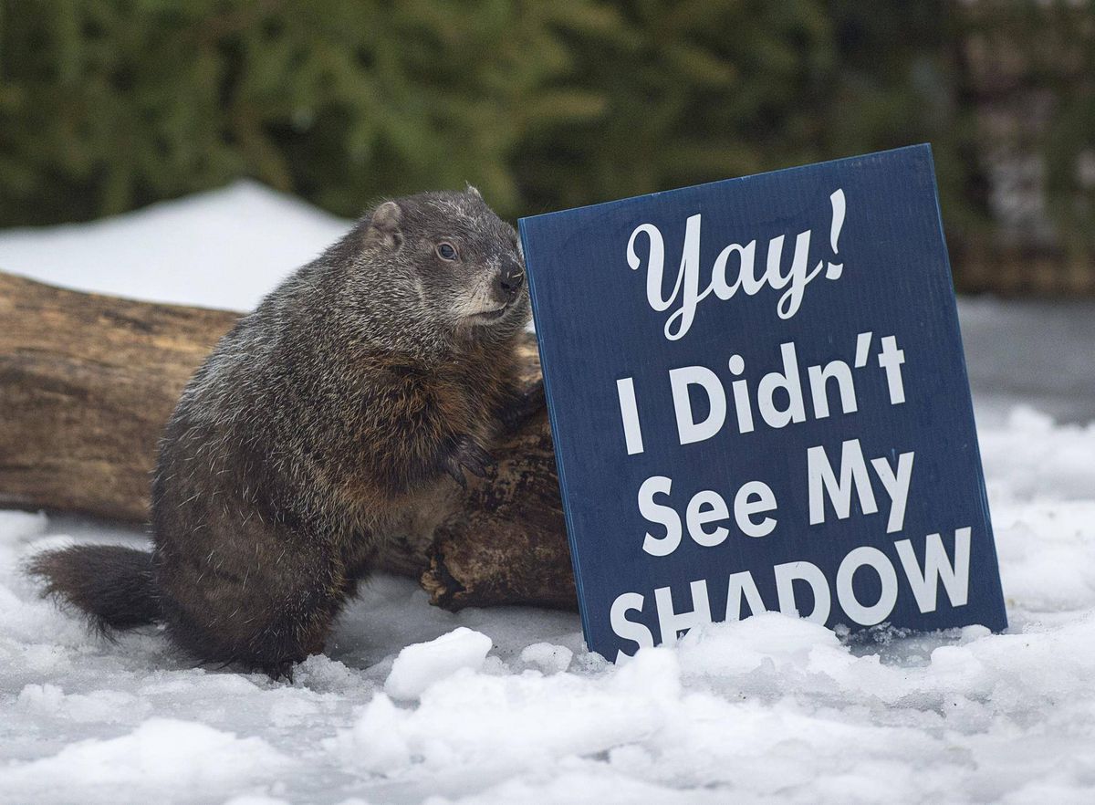 Polémica entre marmotas, Sam de Nueva Escocia predice una primavera temprana. Willie de Ontario indicó 6 semanas más de invierno
