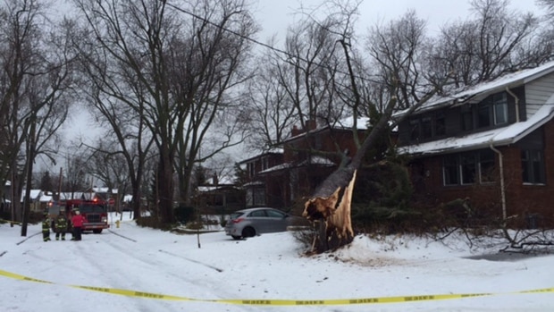 Caídas de árboles, cierre de escuelas, cortes de energía, entre otros problemas dejó la tormenta de hielo