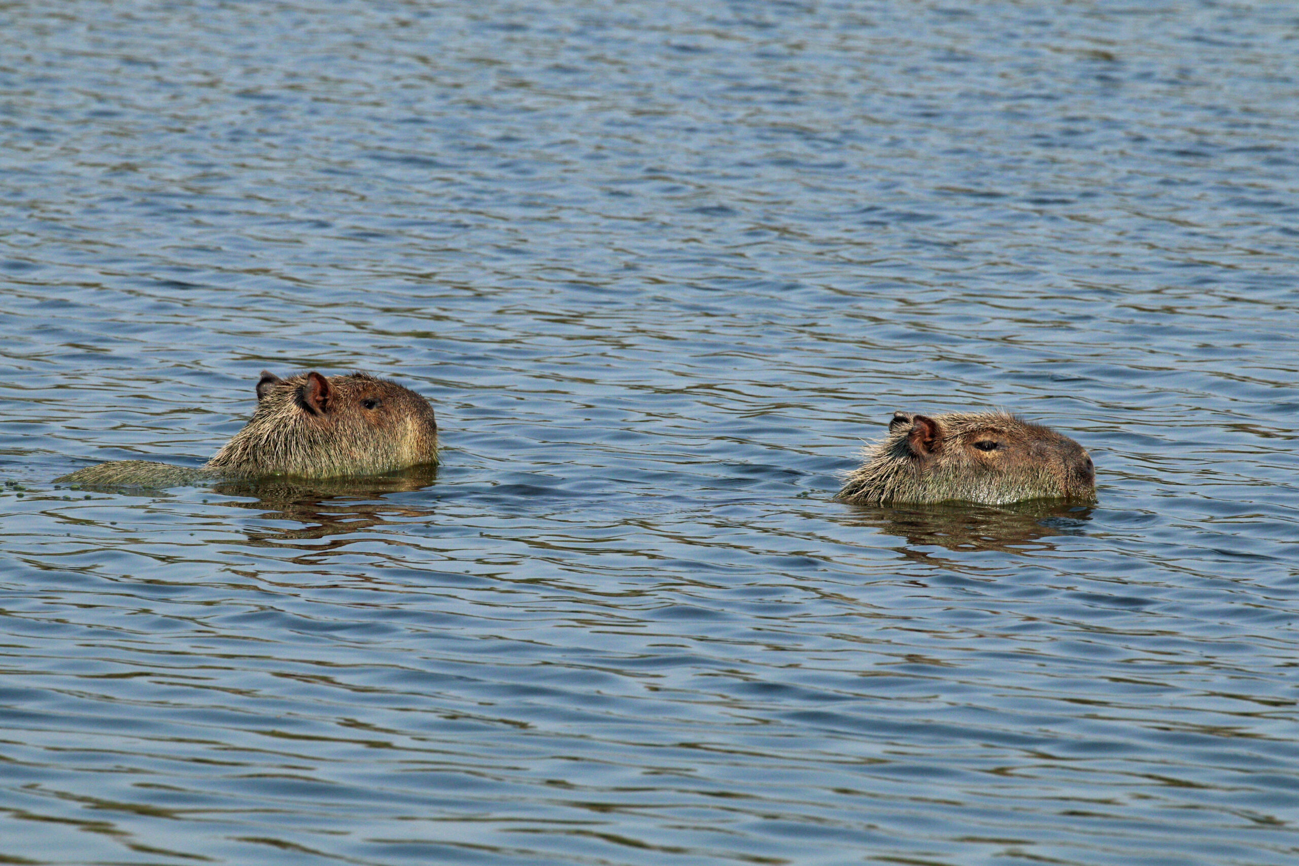 CapybaraHydrochoerus_hydrochaeris_swimming