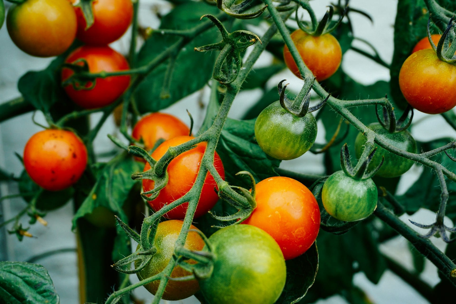 tomatoes community garden