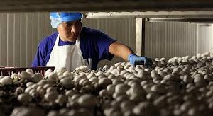 Images Wpv 300x200 Center Center